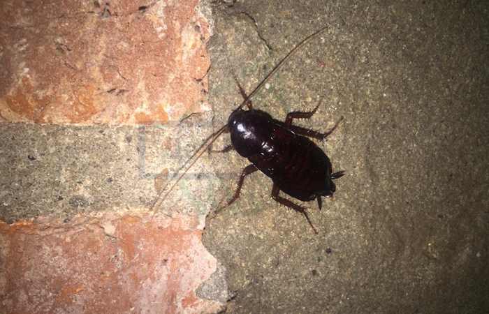 Большие черные тараканы в квартире могут придти из вентиляции, канализации