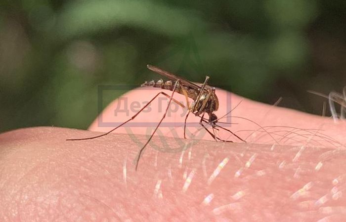 Иммунитет на укусы комаров thumbnail