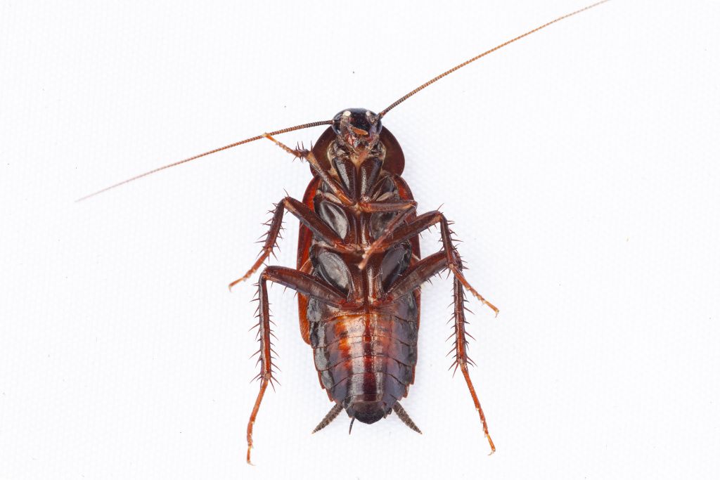 closeup-cockroach-isolated-white-background.jpg