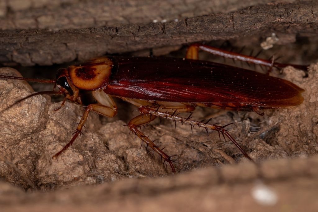 Adult American Cockroach.jpg