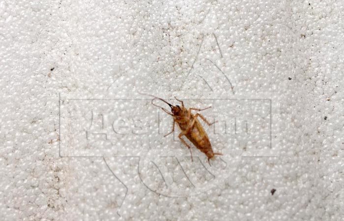 Домашние тараканы: фото, описание и вред для человека