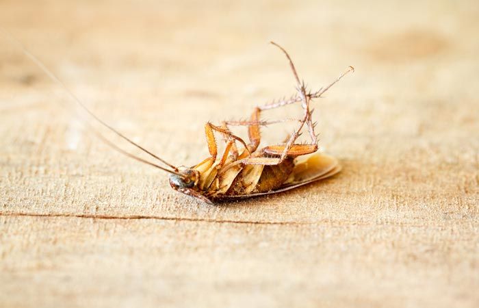 Травить тараканов в подъезде должна управляющая компания