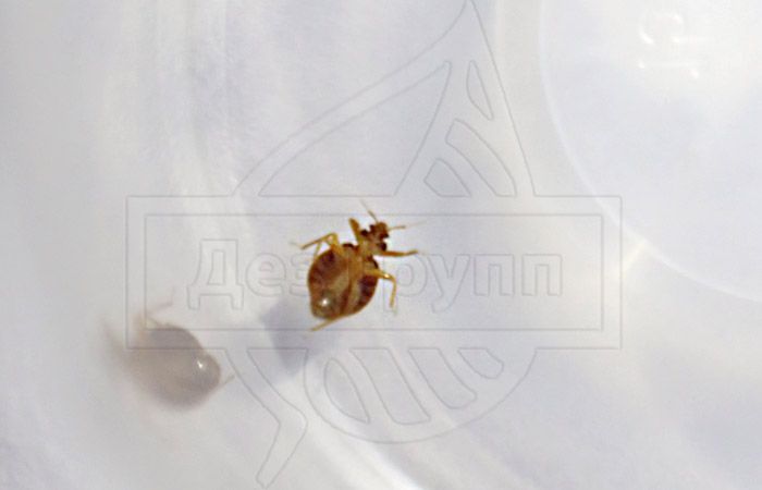 Кусают клопы во время сна. klopu4. Кусают клопы во время сна фото. Кусают клопы во время сна-klopu4. картинка Кусают клопы во время сна. картинка klopu4. На типичных форумах, посвященных советам по борьбе с насекомыми, часто возникает вопрос: как кусают домашние клопы? Он достаточно актуален, поскольку врага всегда нужно знать в лицо (или в маленькое красноватое тельце). Мы попробуем как можно детальнее раскрыть эту тему.