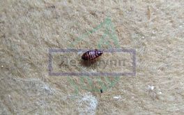 Клоп солдатик: фото жука, описание, методы борьбы с вредителем